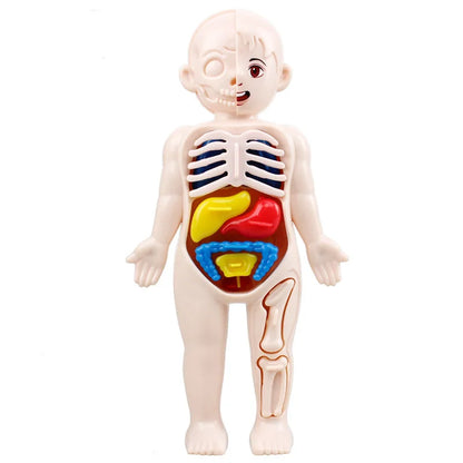 Human Body Anatomy Model Kid Montessori 3D Puzzle Educational Learning Toy