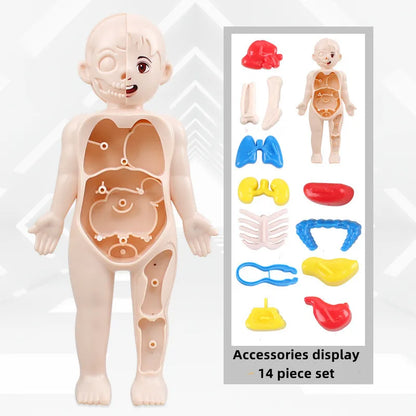 Human Body Anatomy Model Kid Montessori 3D Puzzle Educational Learning Toy