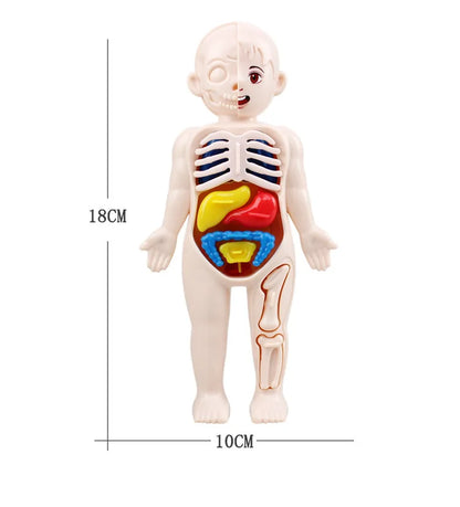 Human Body Anatomy Model Kid Montessori 3D Puzzle Educational Learning Toy